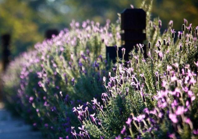 Oceanview Estate Vineyard Cottages Ocean View Bagian luar foto